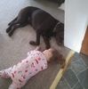 jandpcanino